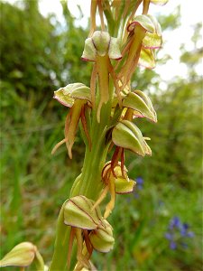Orchis anthropophora (L.) All., 1785