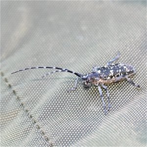White-spotted Sawyer Beetle