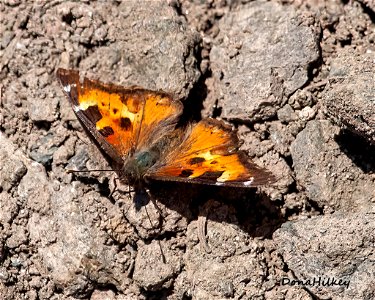 California Tortiseshell