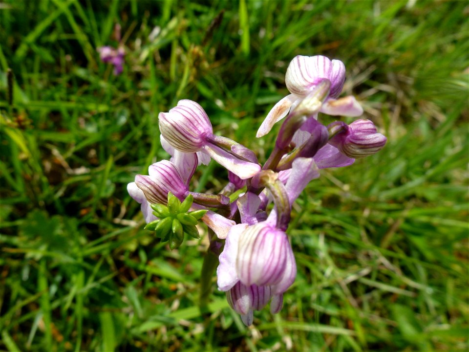 Anacamptis morio (L.) R.M.Bateman, Pridgeon & M.W.Chase, 1997