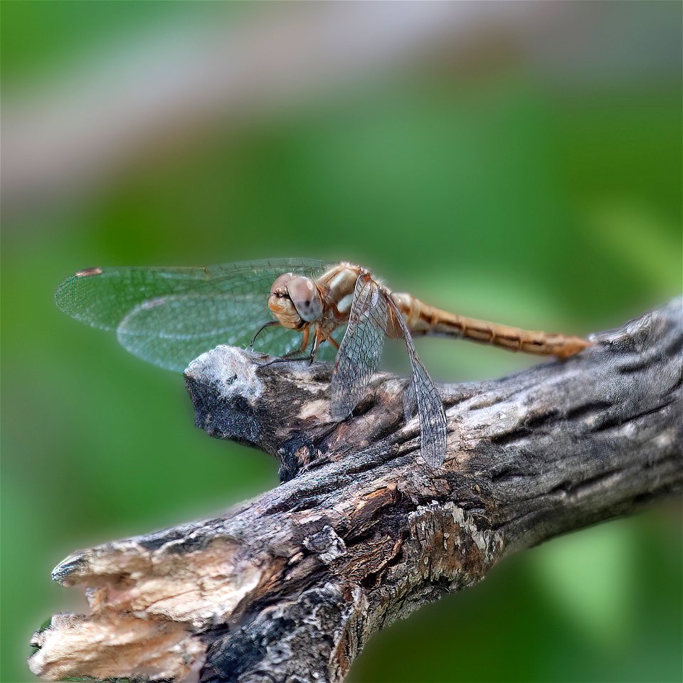 Striped Meadowhawk