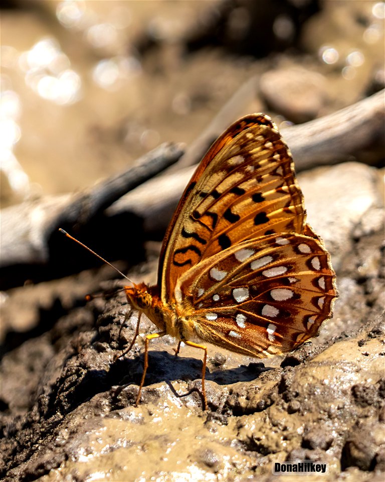 Aphrodite Fritillary