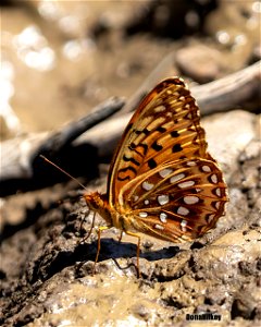 Aphrodite Fritillary