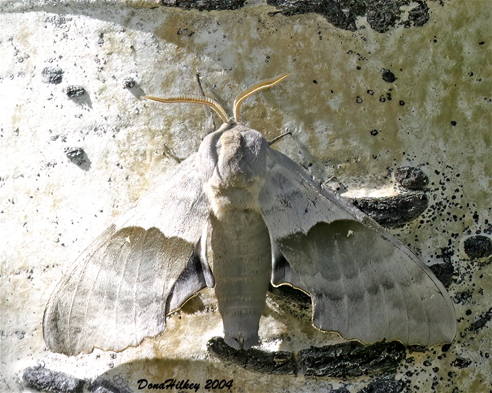 Modest Sphinx