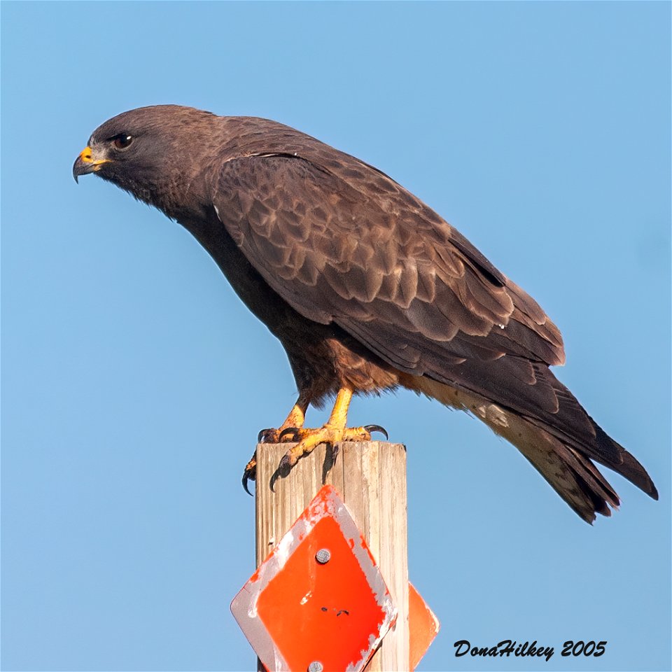Swainson's Hawk dark morph