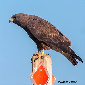Swainson's Hawk dark morph