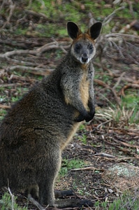 Wild Wallaby