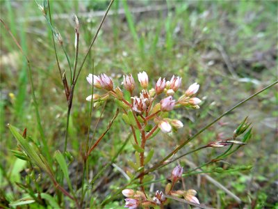 Sedum pentandrum (DC.) Boreau, 1849