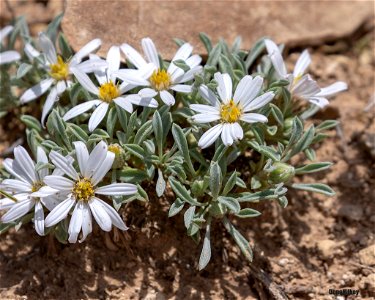 Townsend Daisy