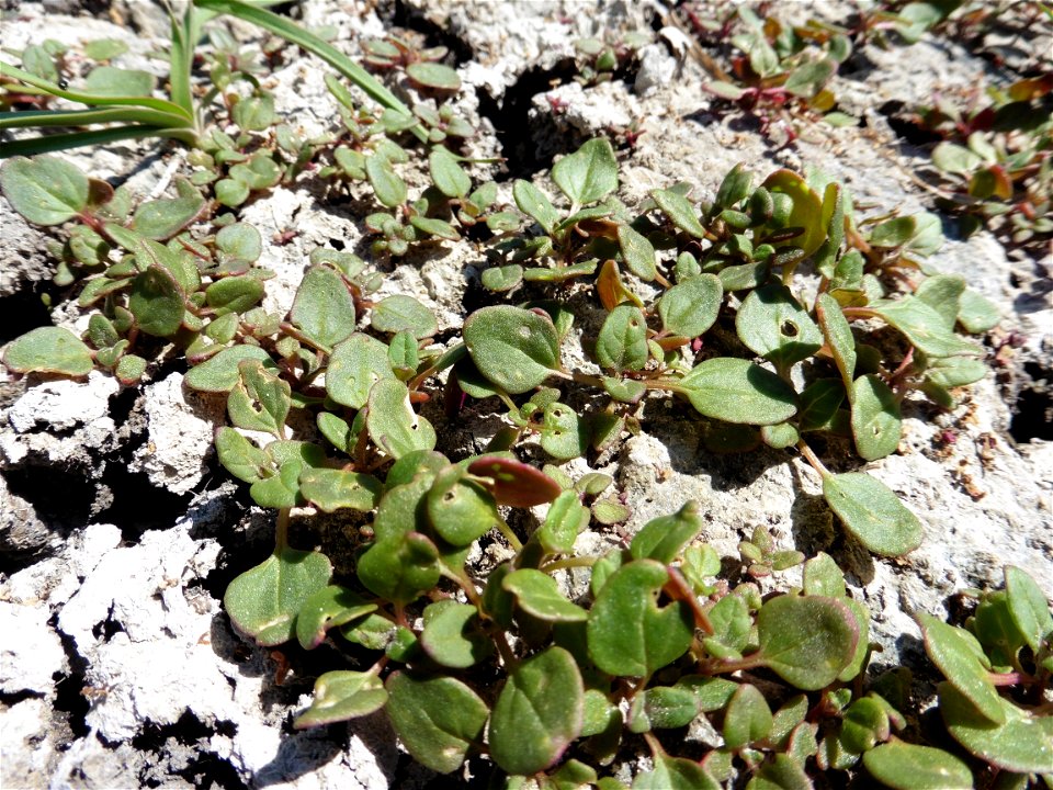 Oxybasis chenopodioides (L.) S.Fuentes, Uotila & Borsch, 2012