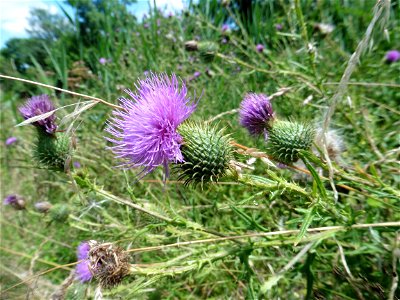 Cirsium vulgare (Savi) Ten., 1838