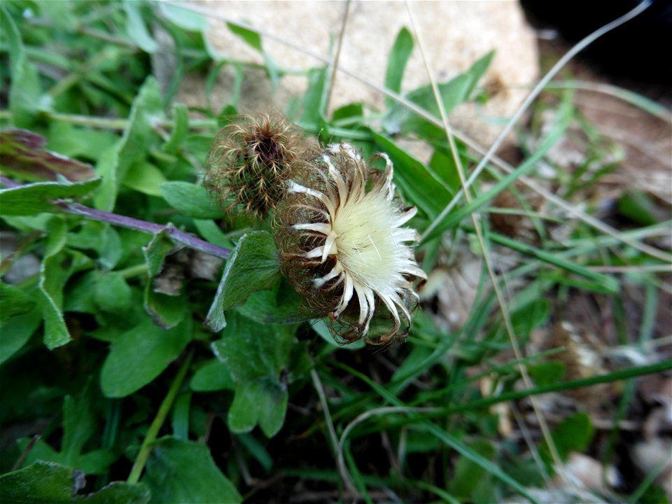 Centaurea pectinata L., 1763