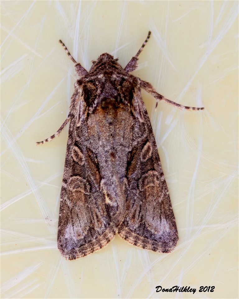 Cutworm Moths and Allies