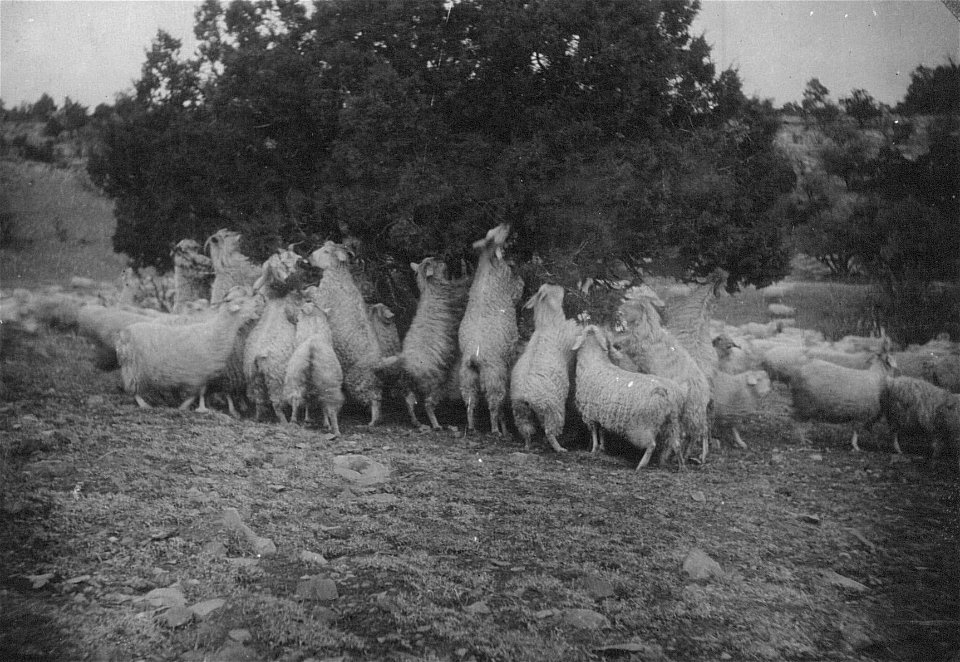 Historic Photo Cibola NF & NGs