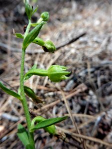 Epipactis phyllanthes G.E.Sm., 1852
