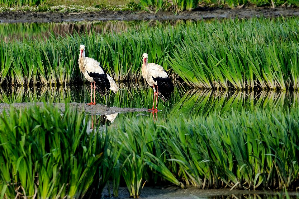 26-03-2021 Aiguamolls de l' Empordà