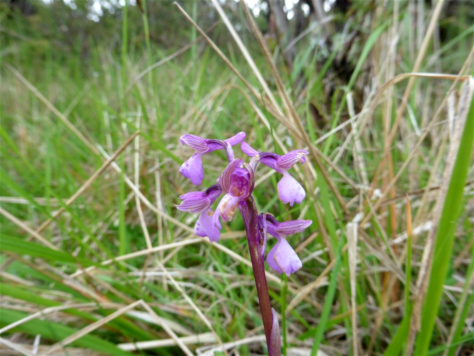 Anacamptis morio (L.) R.M.Bateman, Pridgeon & M.W.Chase, 1997