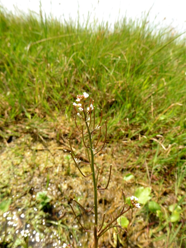Cardamine parviflora L., 1759