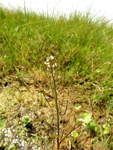 Cardamine parviflora L., 1759