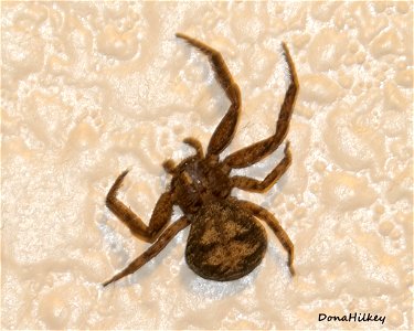 Bark Crab Spider