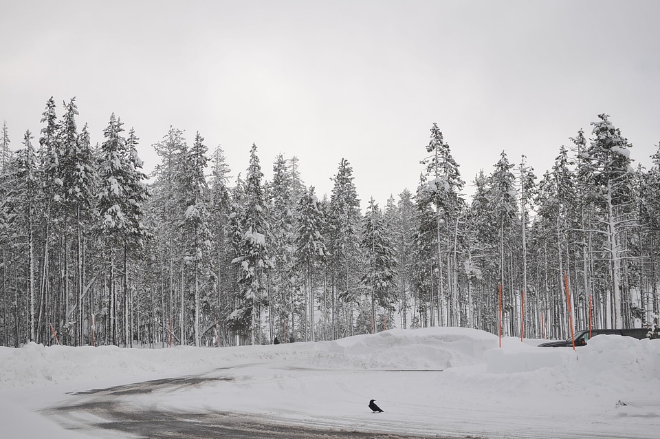 Winter mood snowed in trees