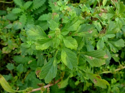 Amaranthus blitum L., 1753