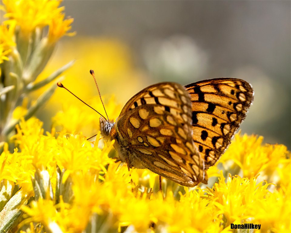 Callipe Fritillary