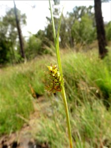 Carex hostiana DC., 1813