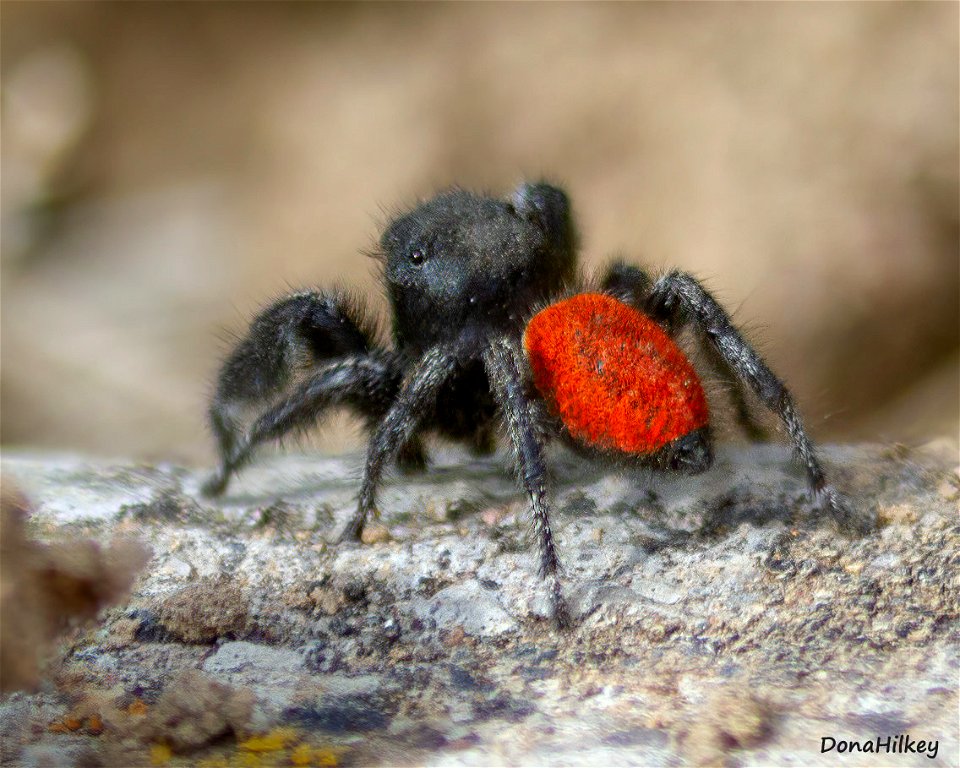 Johnson's Jumping Spider