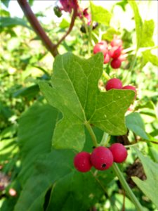 Bryonia dioica Jacq., 1774