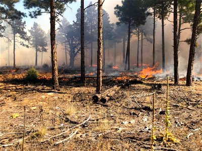 Mountainair RD Thunderbird Area Prescribed Burn