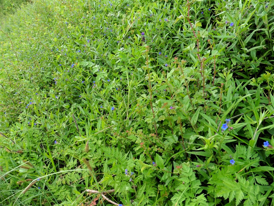 Aegonychon purpurocaeruleum (L.) Holub, 1973