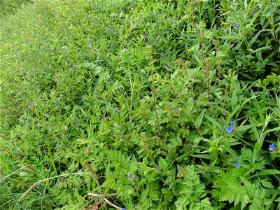 Aegonychon purpurocaeruleum (L.) Holub, 1973