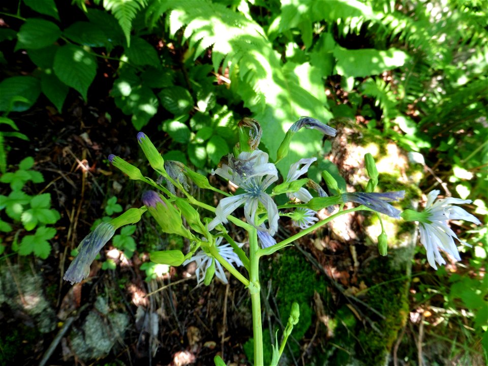 Lactuca plumieri (L.) Gren. & Godr., 1850