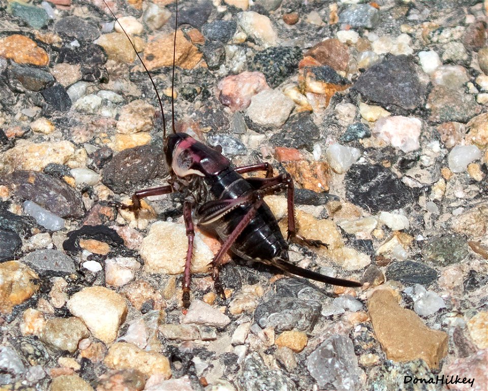 Mormon Cricket  (Anabrus simplex)