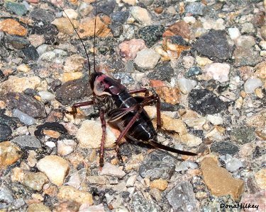 Mormon Cricket  (Anabrus simplex)