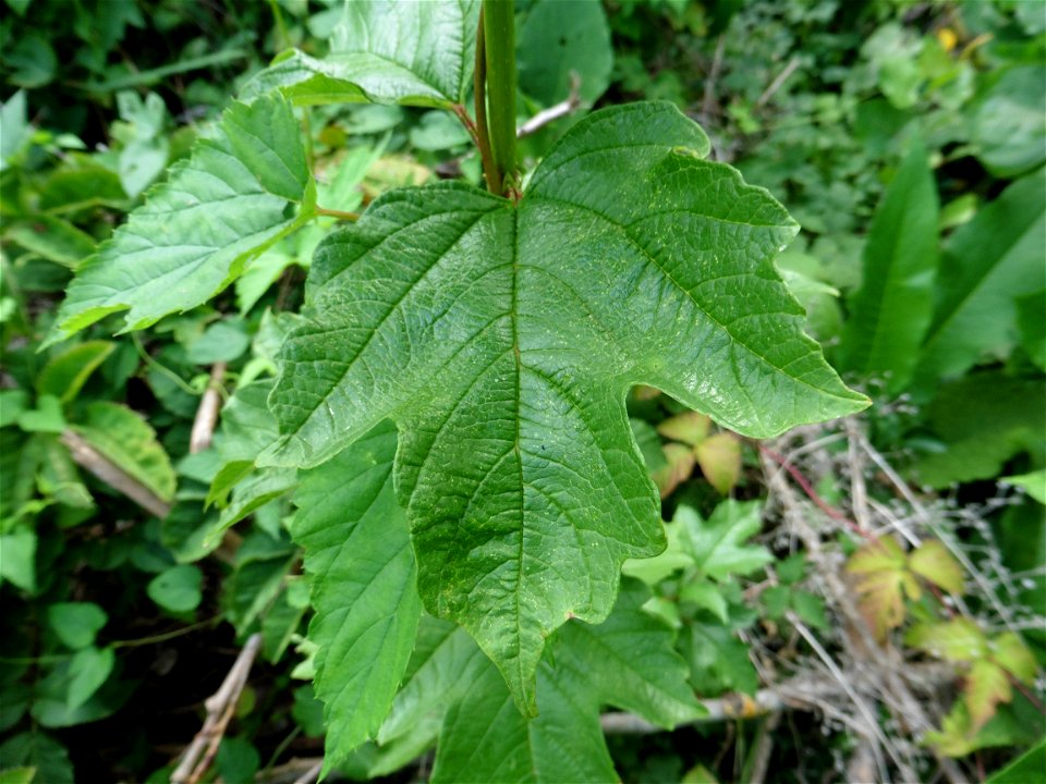 Viburnum opulus L., 1753