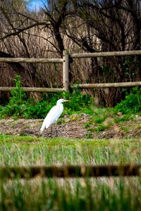 19-03-2021 Aiguamolls de l' Empordà