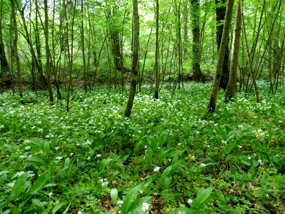 Allium ursinum L., 1753