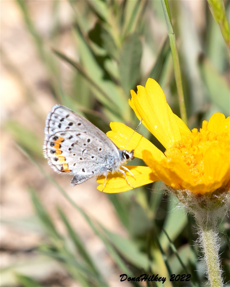 Lupine Blue