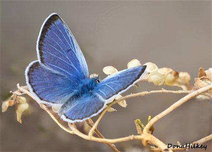 Boisduval's Blue(Icaricia icarioides)