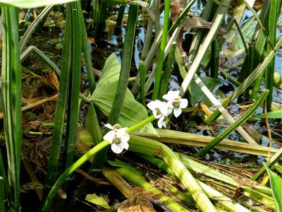 Sagittaria sagittifolia L., 1753