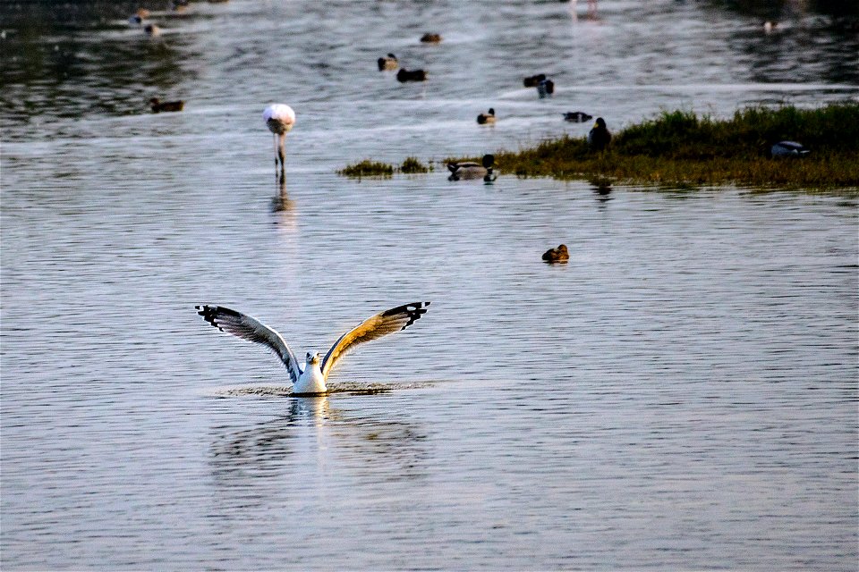 20-10-2022 Aiguamolls de l' Empordà