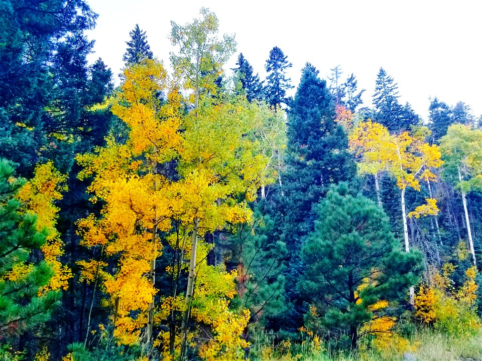 Fall Colors on Mt Taylor