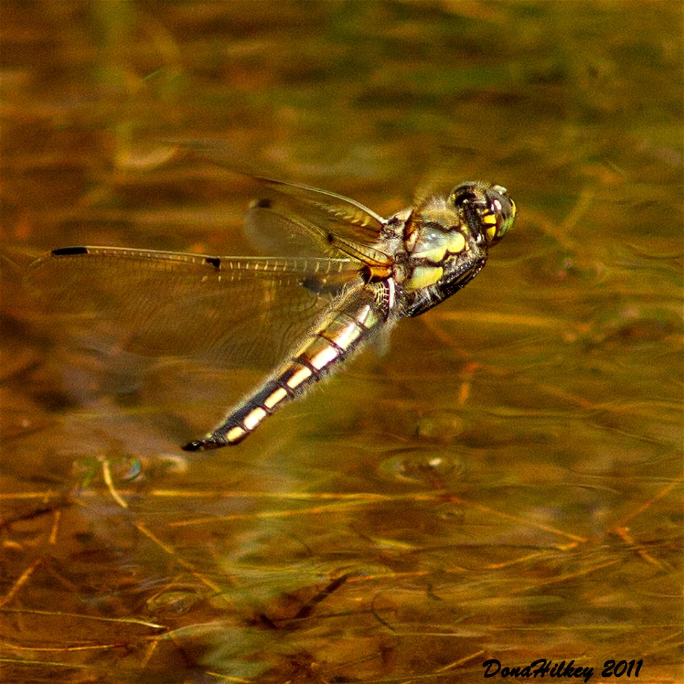Four-spotted Skimmer