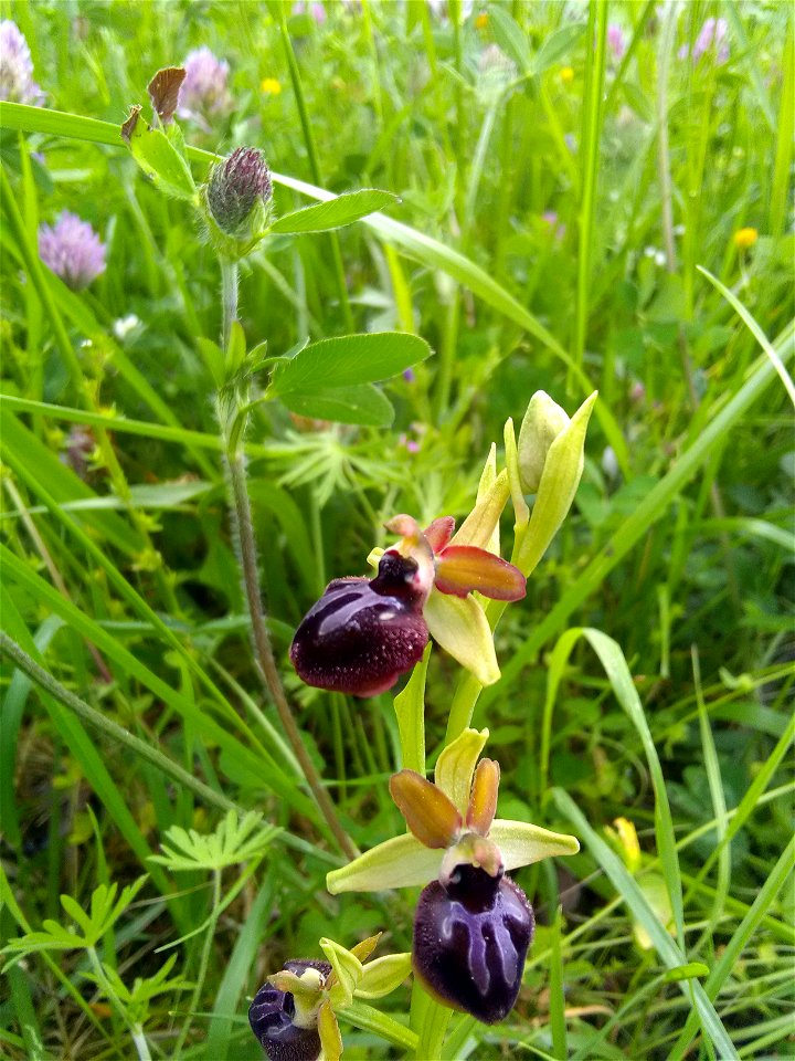 Ophrys passionis Sennen, 1926