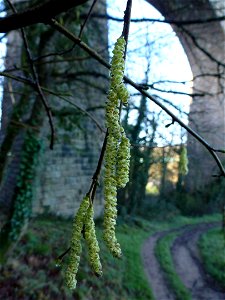 Corylus avellana L., 1753