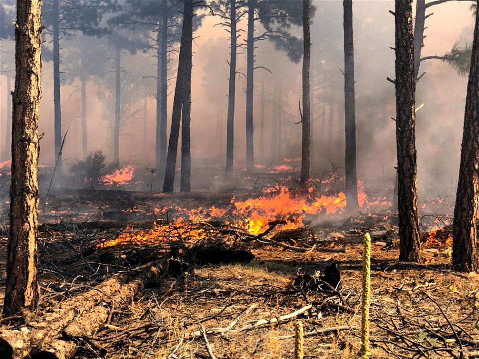 Mountainair RD Thunderbird Area Prescribed Burn