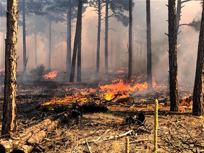 Mountainair RD Thunderbird Area Prescribed Burn