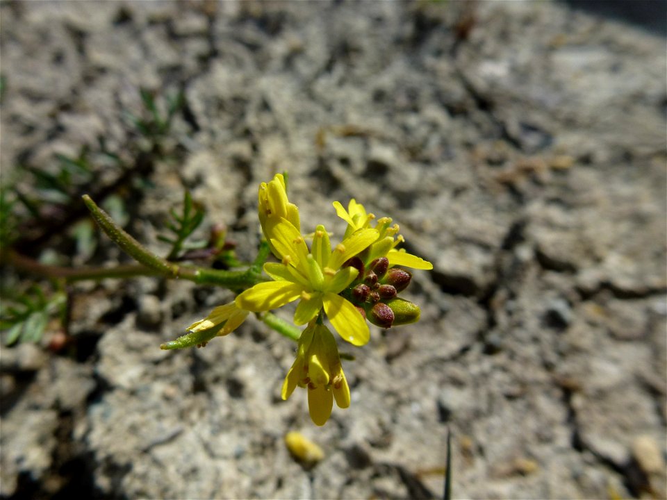 Sisymbrella aspera (L.) Spach, 1838